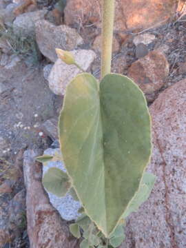 Image of Newberry's velvetmallow