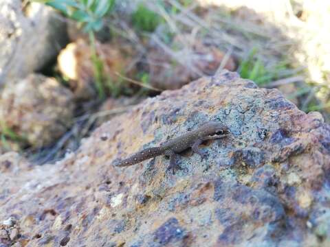 Image of Cradock Thick-toed Gecko