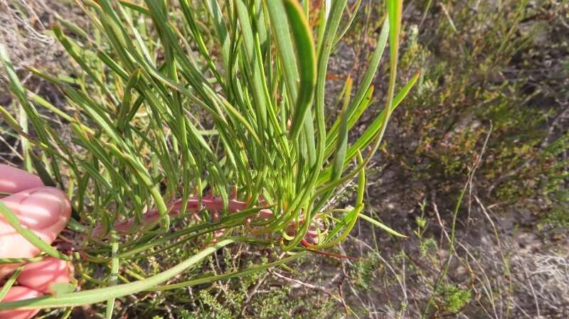 Image of Bashful protea