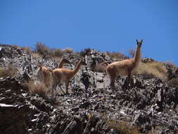 Image de guanaco