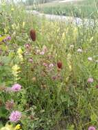 Image of Dwarf bulrush