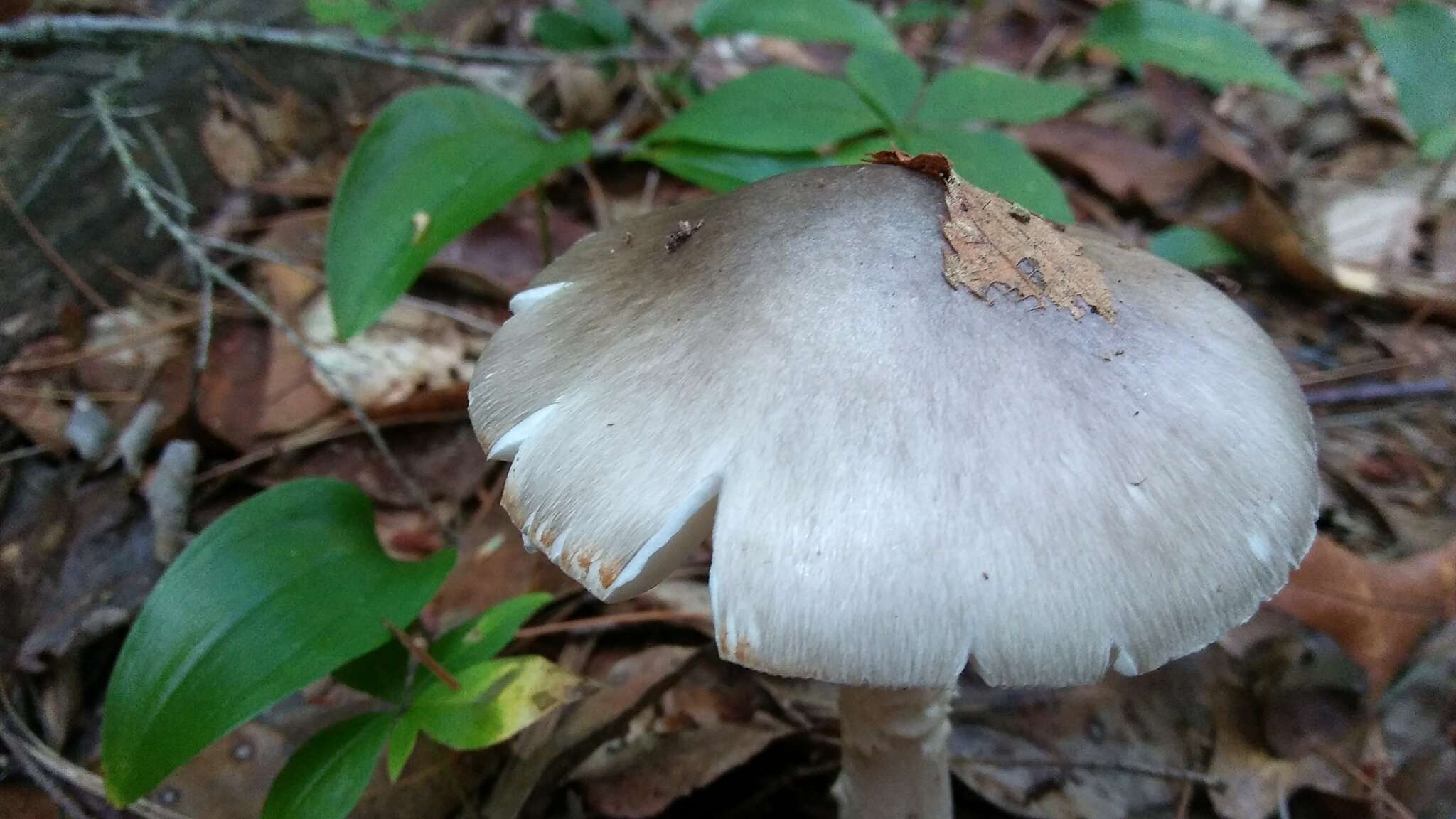 Plancia ëd Amanita submaculata Peck 1900