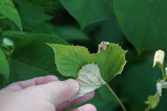 Image of summer grape