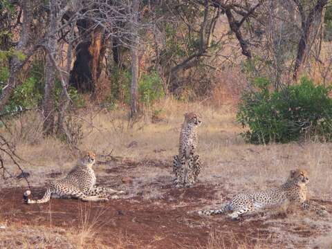 Image of Namibian cheetah