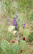 Image of Leavenworth's eryngo