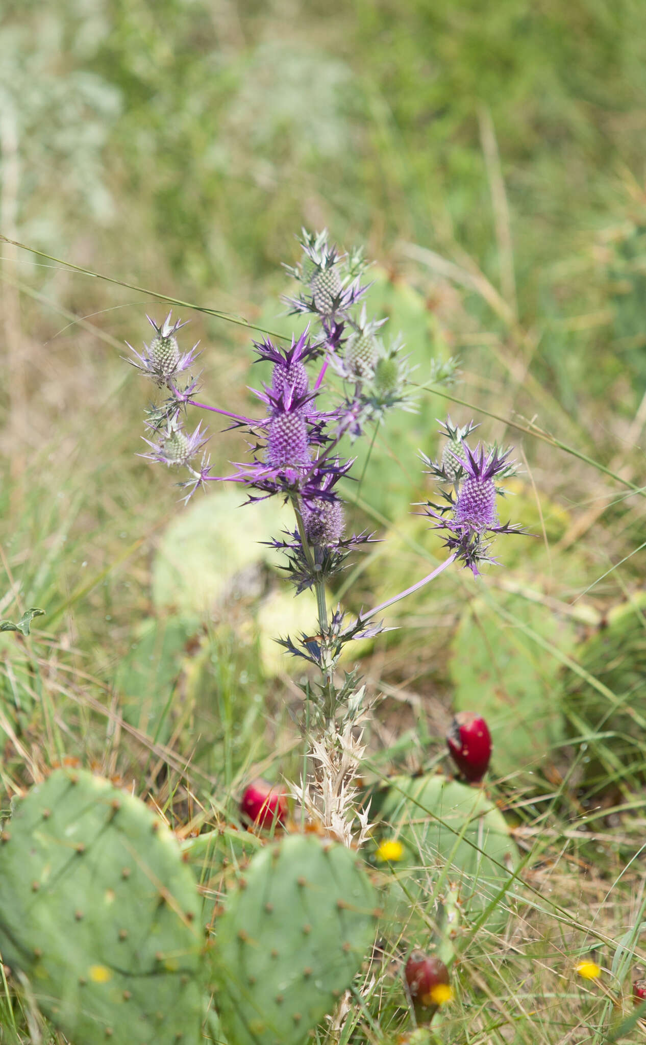 Image of Leavenworth's eryngo