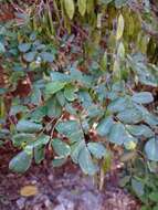 Image of Dalbergia glabra (Mill.) Standl.