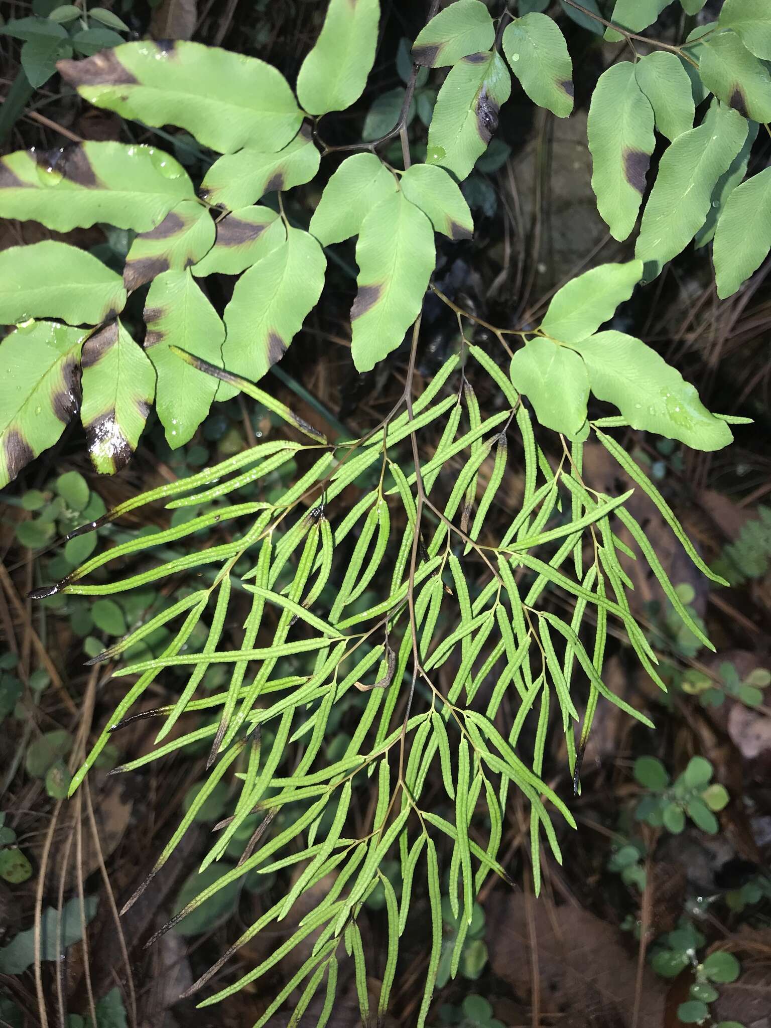 Image of Llavea cordifolia Lag.