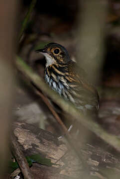 Image of Spectacled Antpitta