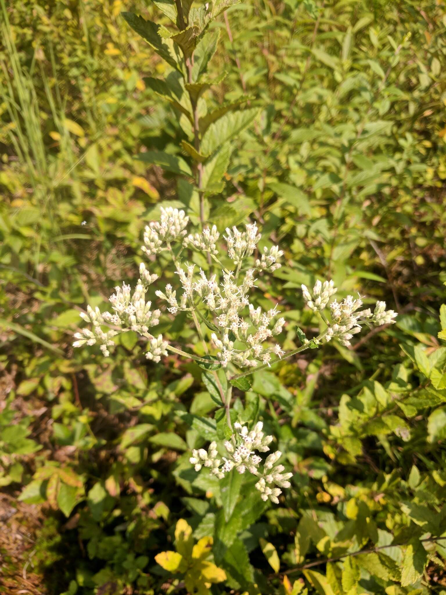 Image of rough boneset