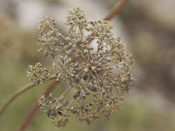 Image of Brewer's angelica