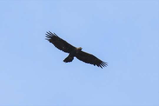 Image of Aquila chrysaetos chrysaetos (Linnaeus 1758)