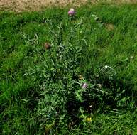 Image of Texas thistle