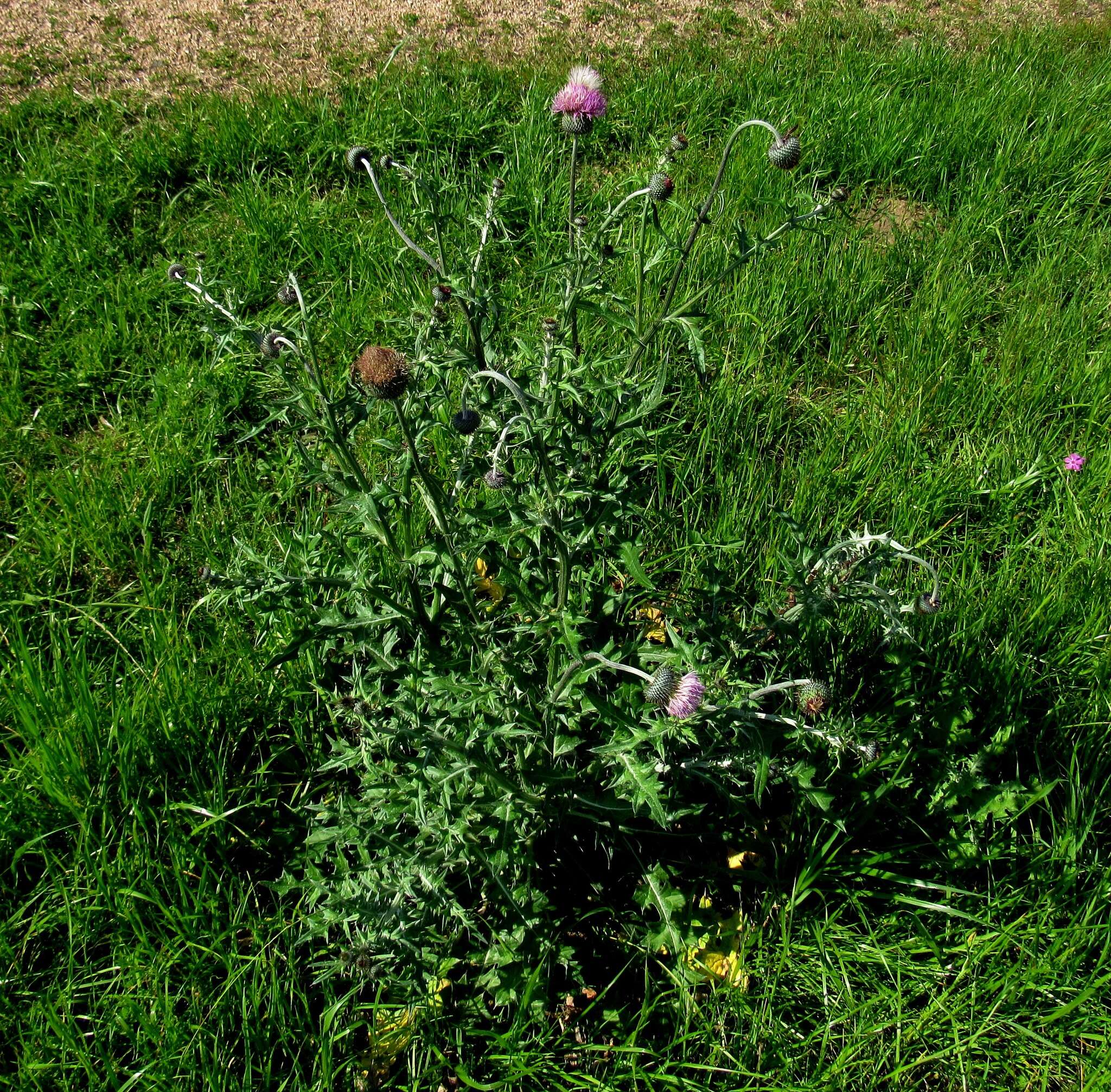 Image of Texas thistle