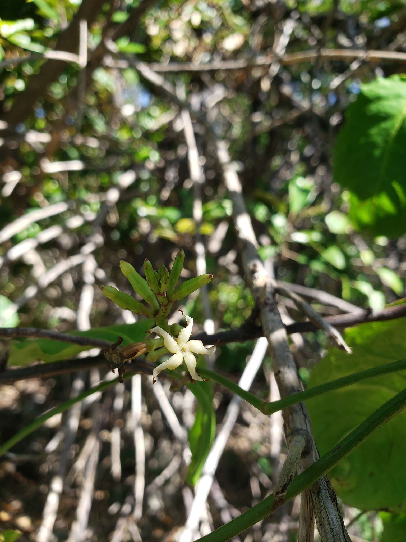 Image de Echites agglutinatus Jacq.