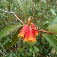 Imagem de Rhododendron keysii Nutt.