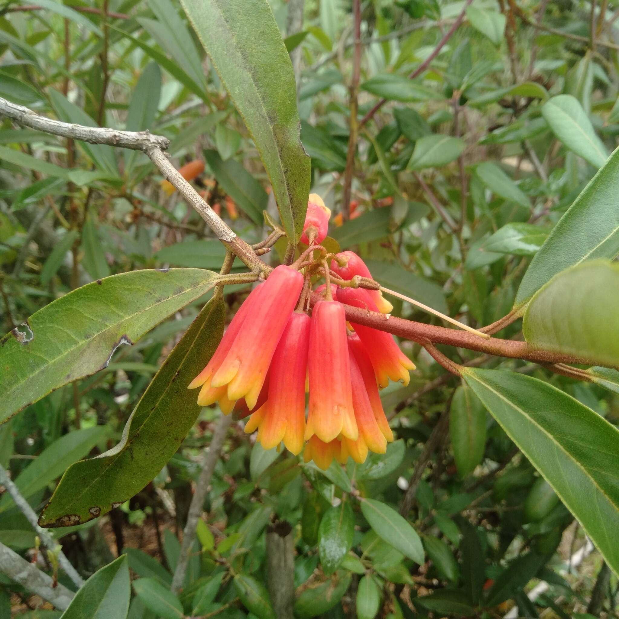 Imagem de Rhododendron keysii Nutt.