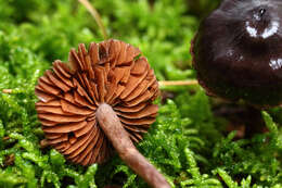 Слика од Cortinarius anthracinus (Fr.) Sacc. 1887