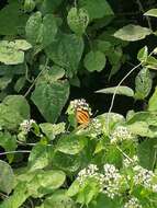 Image of Isabella’s Longwing