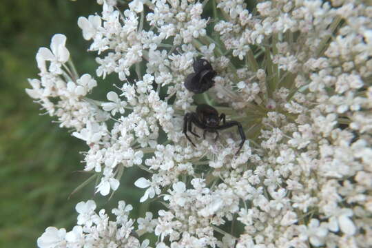 صورة Synema globosum (Fabricius 1775)