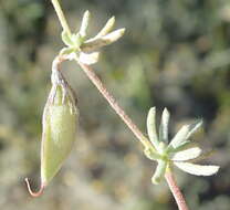 Image of Aspalathus digitifolia R. Dahlgren