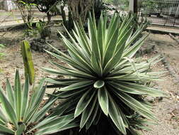 Слика од Agave vivipara L.