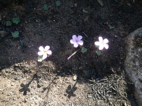 Image of Oxalis eckloniana C. Presl