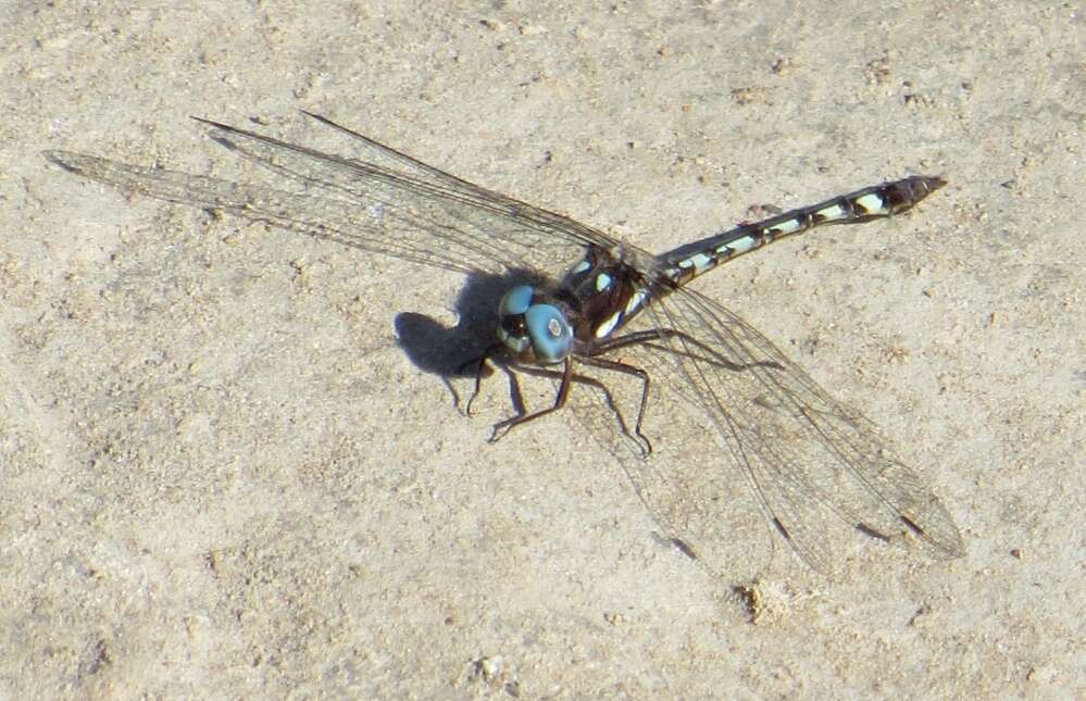 Image of Macrothemis imitans Karsch 1890