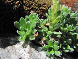 Image of Saxifraga pseudolaevis Oettingen