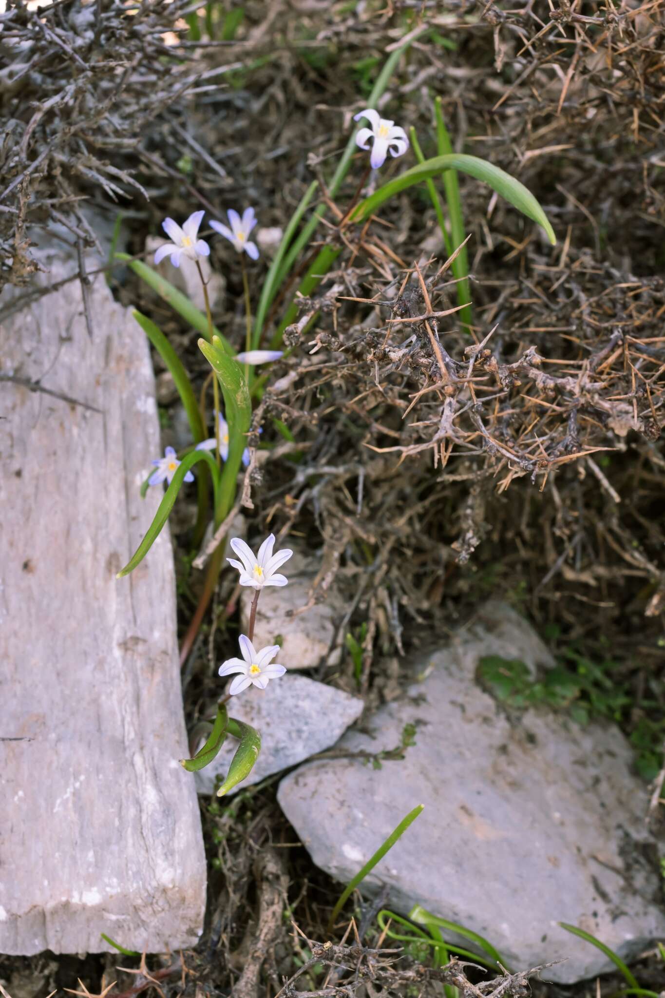 Image of Scilla nana (Schult. & Schult. fil.) Speta