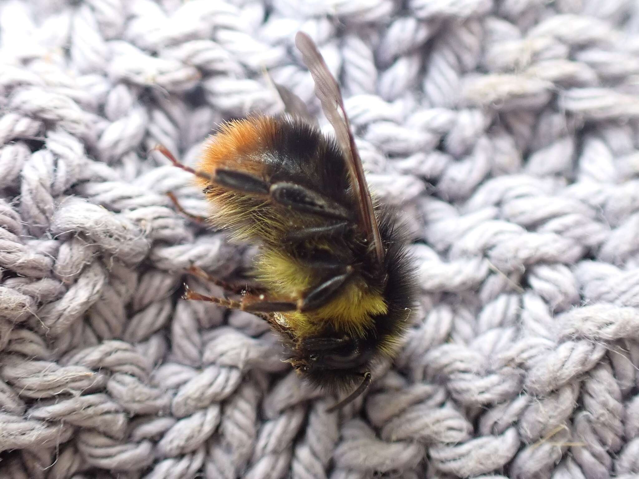 Image of <i>Bombus soroeensis proteus</i>