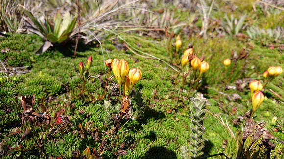 Imagem de Gentianella hirculus (Griseb.) Fabris