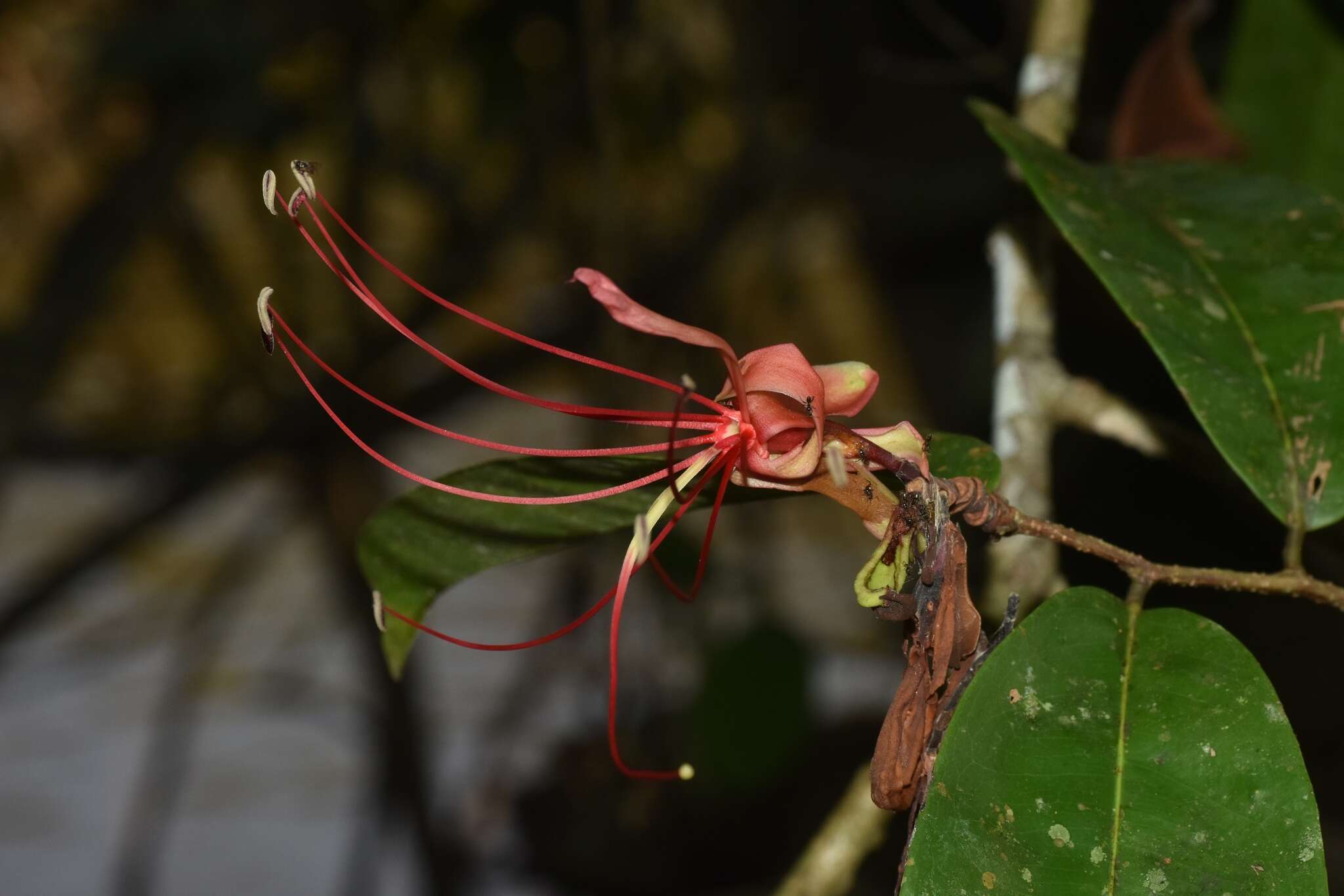 Imagem de Paloue guianensis Aubl.