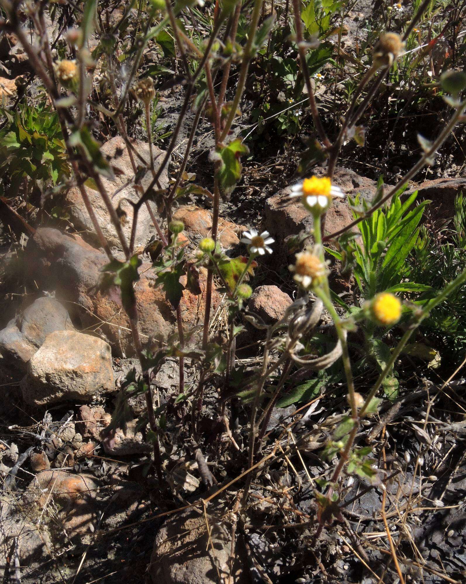 Image of shortray rockdaisy