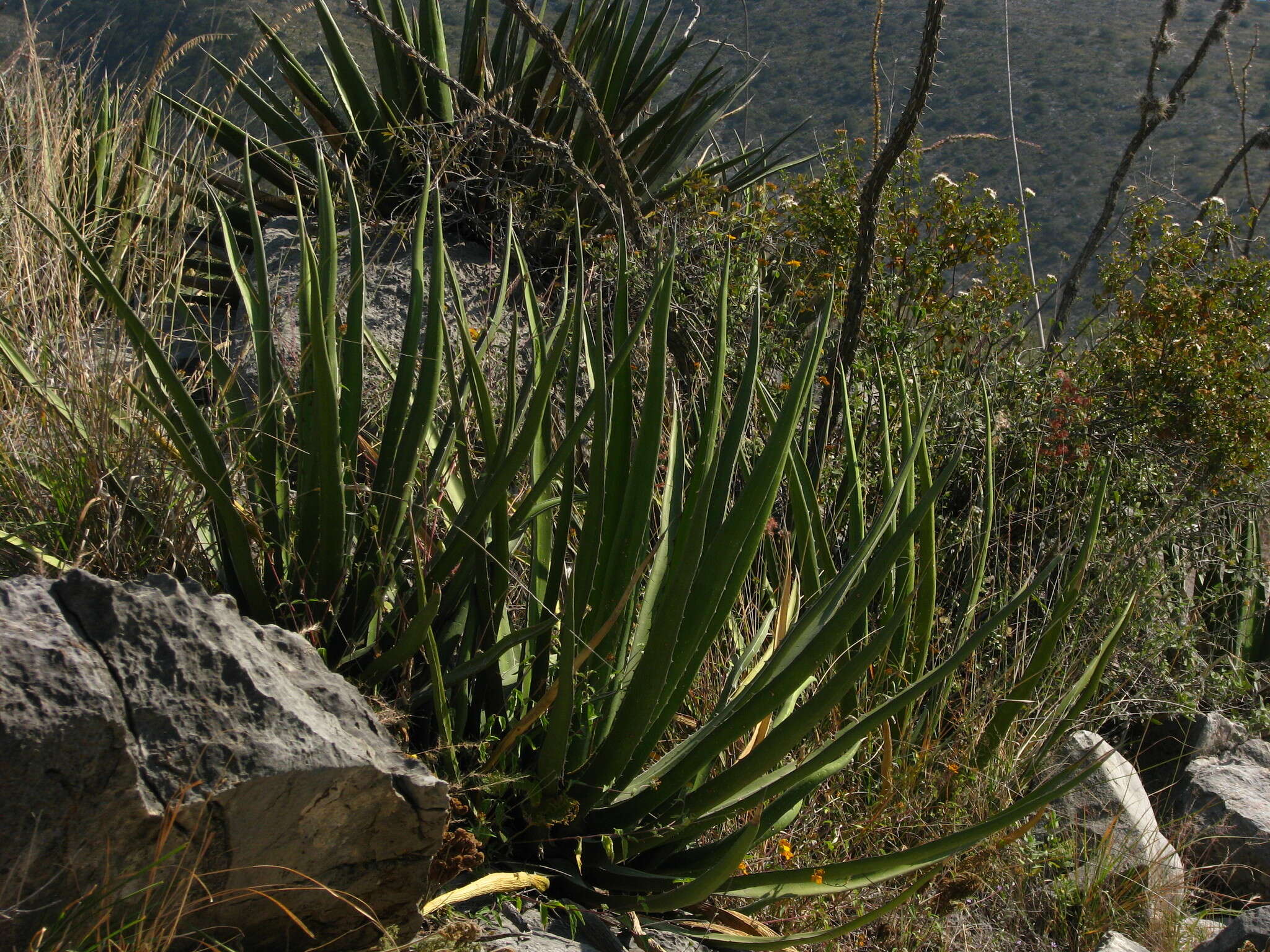 Image of Agave difformis A. Berger