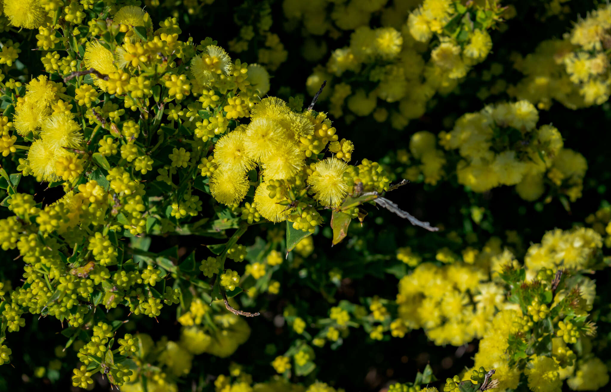 Acacia littorea Maslin的圖片