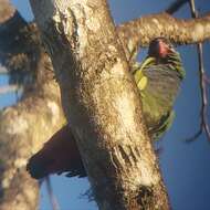 Image of Red-billed Parrot