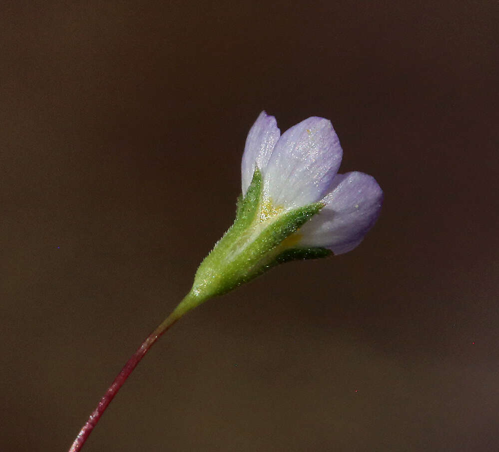 Image of northern linanthus