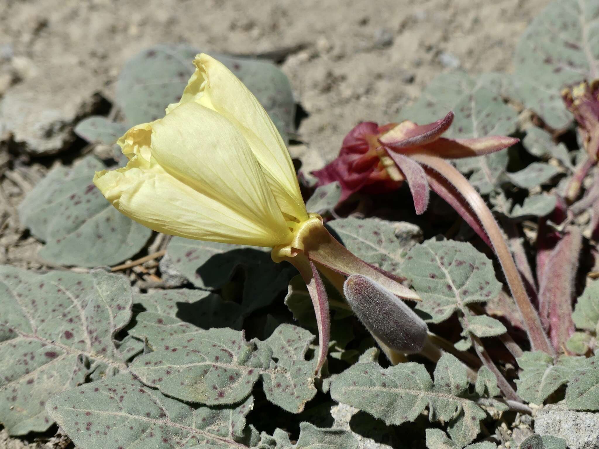 Imagem de Oenothera xylocarpa Coville