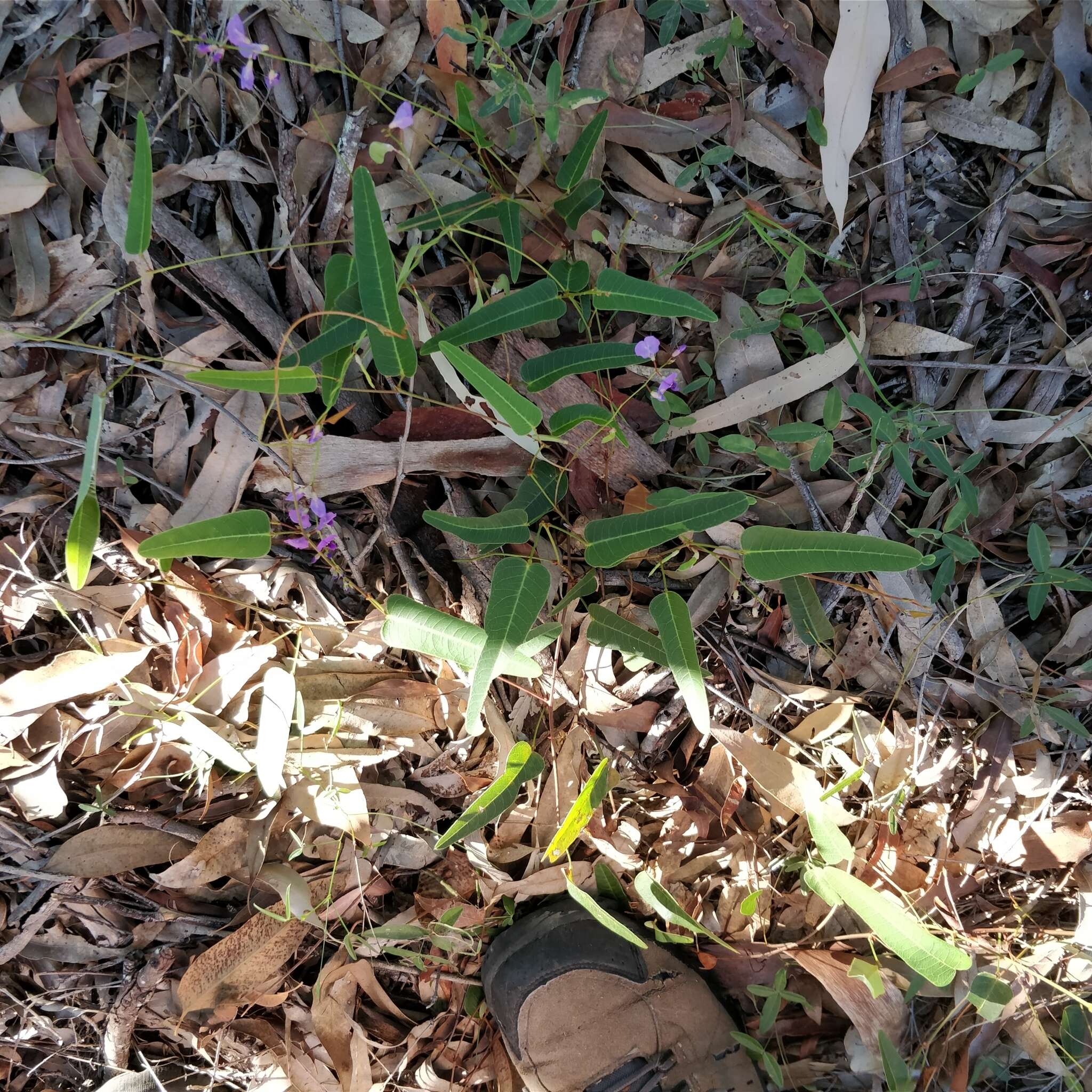 Hardenbergia violacea (Schneev.) Stearn resmi