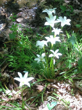 Zephyranthes atamasco (L.) Herb. resmi