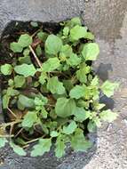 Image of clammy goosefoot