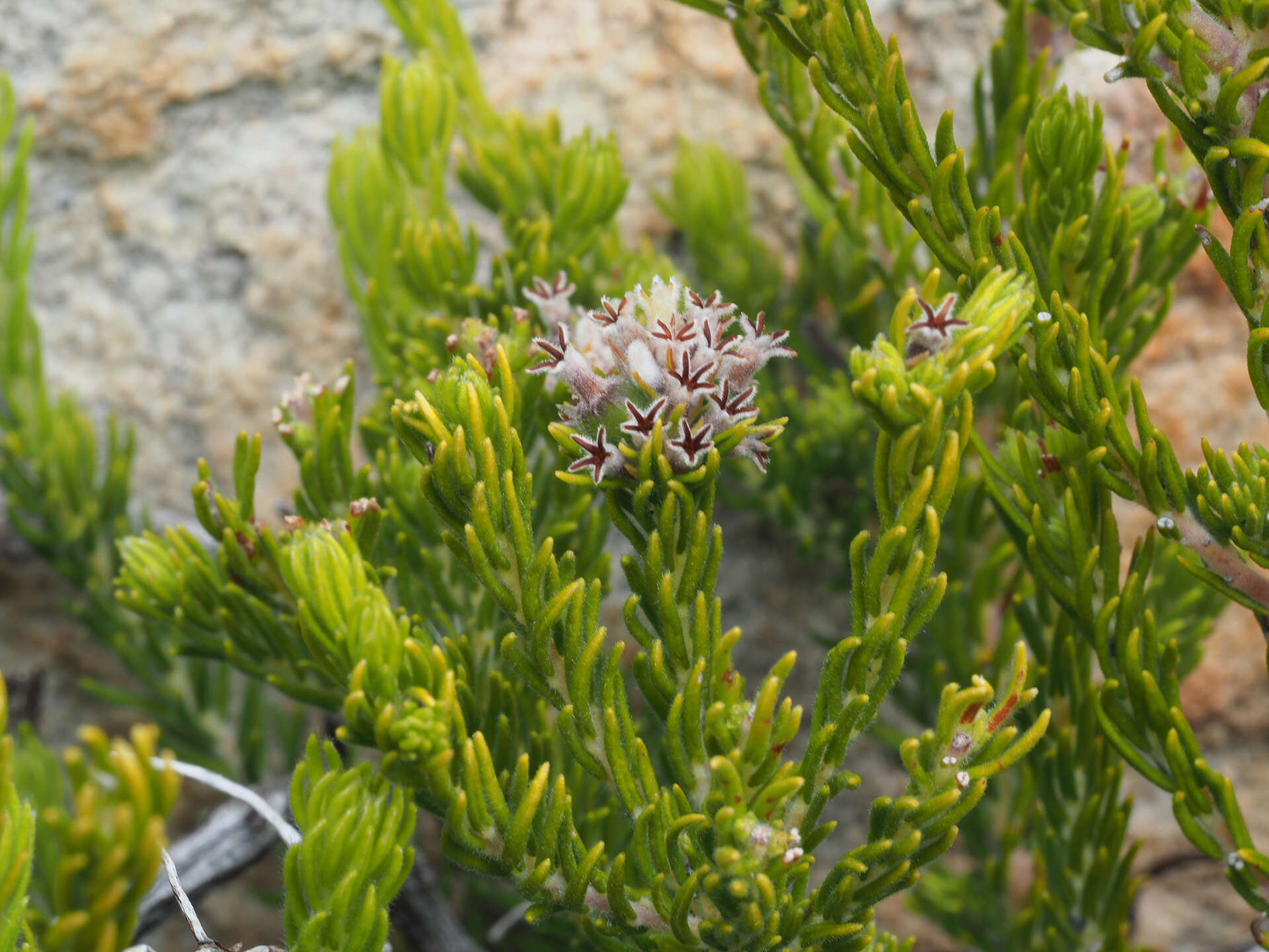 Image of Phylica maximiliani Schltr.