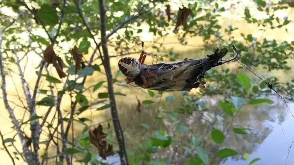 Image of Spotted Orbweaver