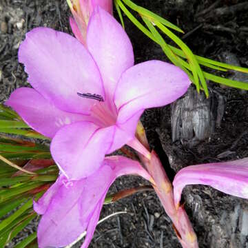 Слика од Watsonia fourcadei J. W. Mathews & L. Bolus