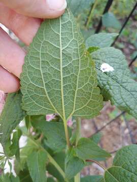 Image de Brickellia cordifolia Ell.