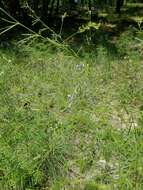 Image of narrowleaf Indian breadroot