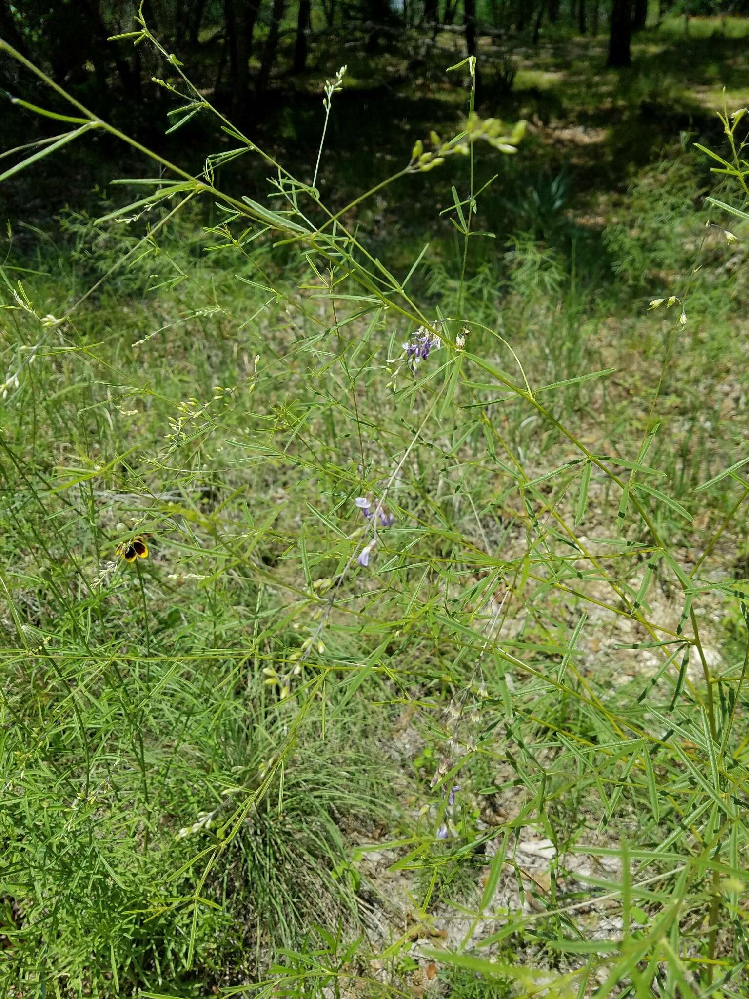 Image of narrowleaf Indian breadroot