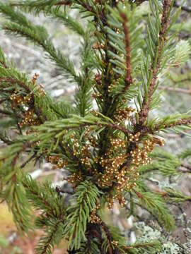 Image of eastern dwarf mistletoe