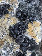 Image of Fringed Rock Tripe